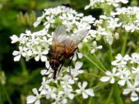 Raupenfliege 01